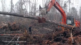 Lutte désespérée d’un orang-outan contre une pelleteuse détruisant sa forêt by Sciences naturelles